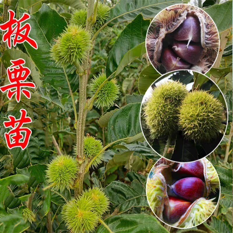 板栗树嫁接苗早熟晚熟大红袍板栗果树苗南北方可种植