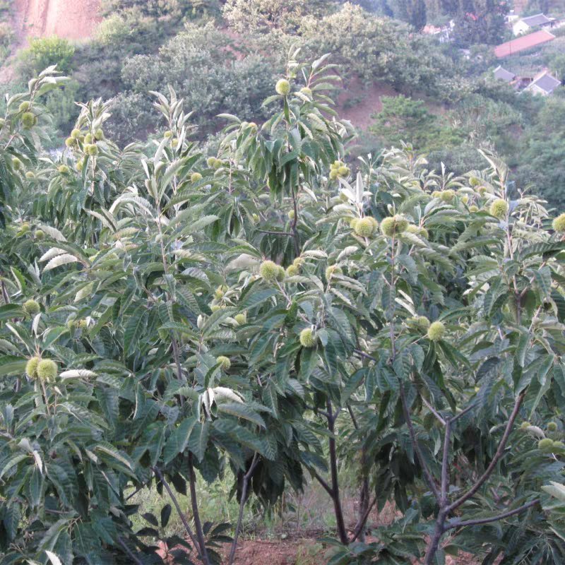 板栗树嫁接苗早熟晚熟大红袍板栗果树苗南北方可种植