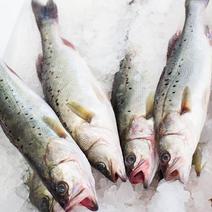 海鲈鱼新鲜海鲈鱼鲜活海鲈鱼鲜活速冻海鲜水产批发