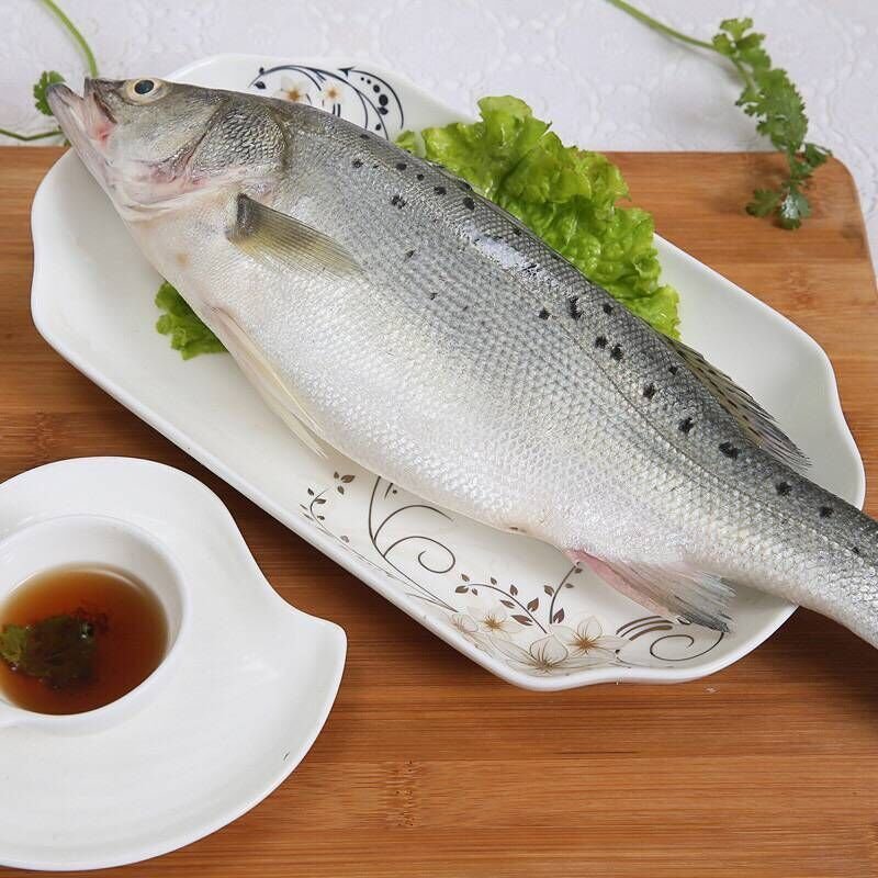 海鲈鱼新鲜海鲈鱼鲜活海鲈鱼鲜活速冻海鲜水产批发