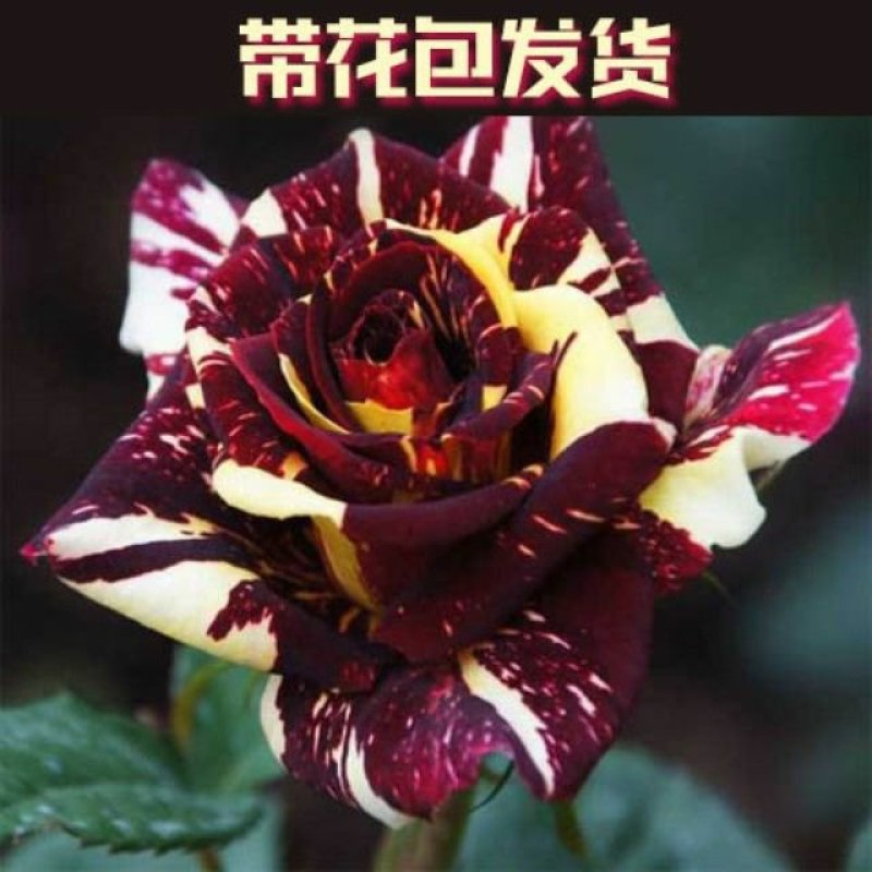 流星雨花卉月季盆栽地栽苗大花浓香型花卉庭院阳台种植