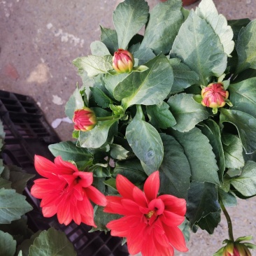 小丽花盆栽基地直发