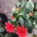 小丽花盆栽基地直发
