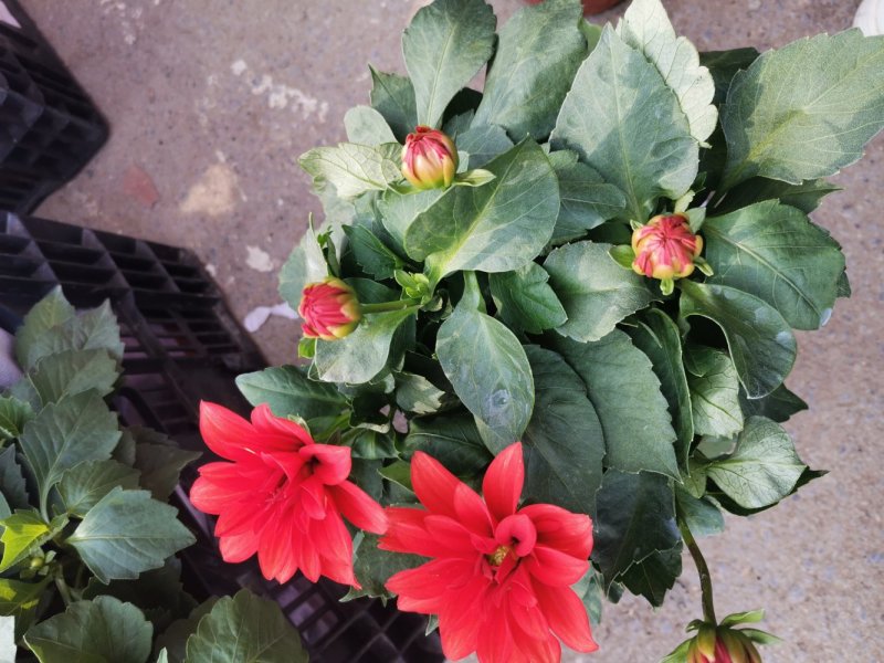 小丽花盆栽基地直发