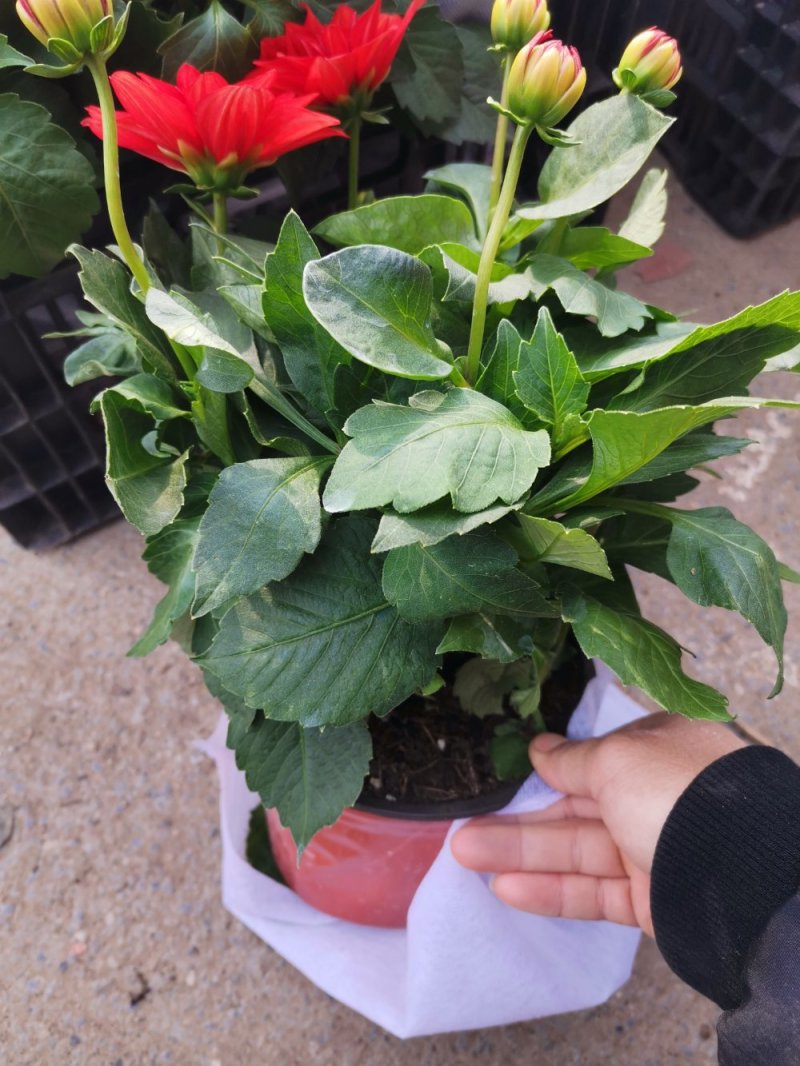 小丽花盆栽基地直发