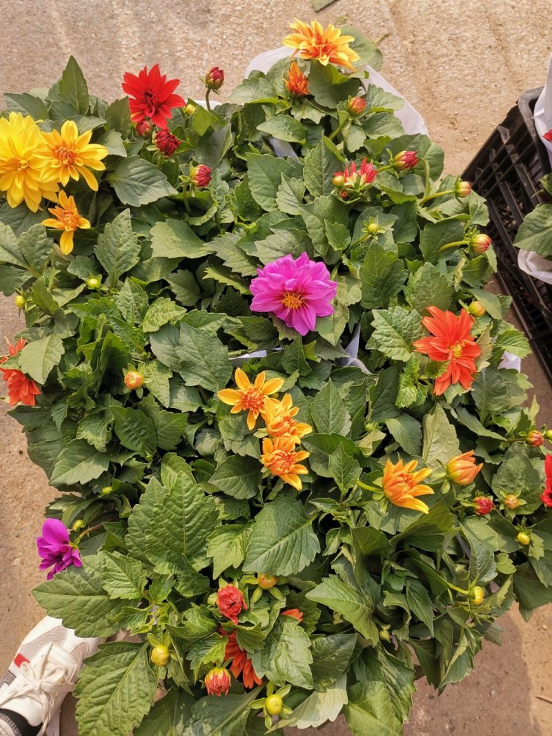 小丽花盆栽基地直发