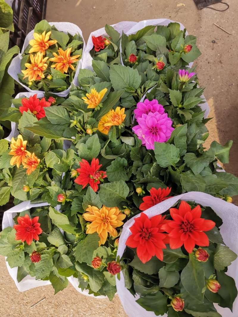 小丽花盆栽基地直发
