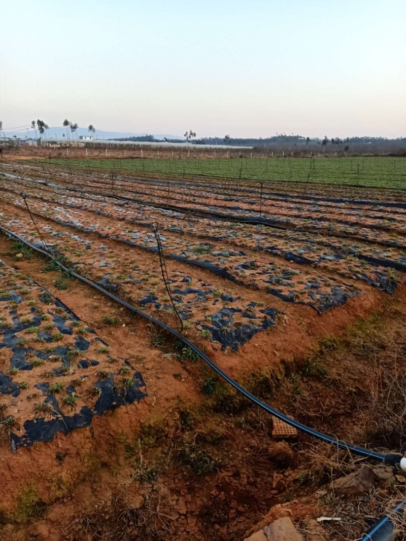 陆良56亩蔬菜种植用地转让