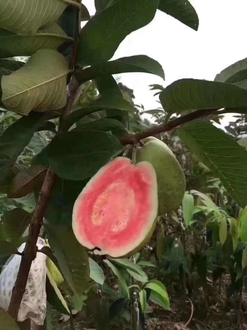 番石榴苗嫁接苗四季梨苗红宝石西瓜芭乐番石榴胭脂红番石榴苗