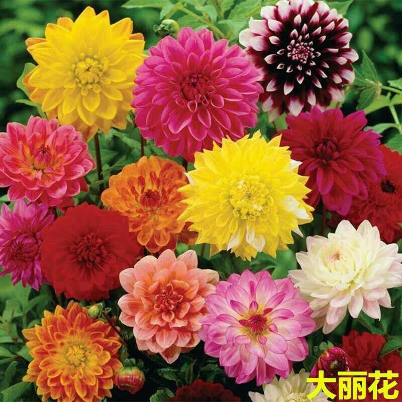 大丽花种子小丽花种籽多年生混色重瓣鲜花种子可货到付