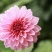 大丽花种子小丽花种籽多年生混色重瓣鲜花种子可货到付
