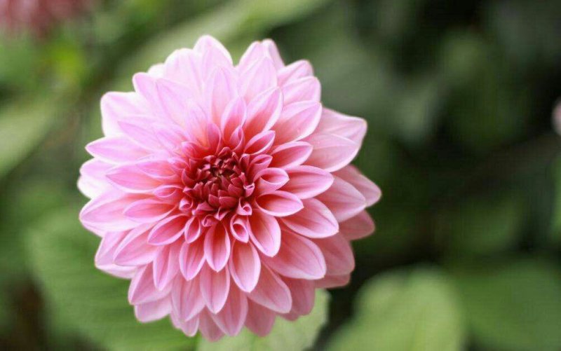 大丽花种子小丽花种籽多年生混色重瓣鲜花种子可货到付