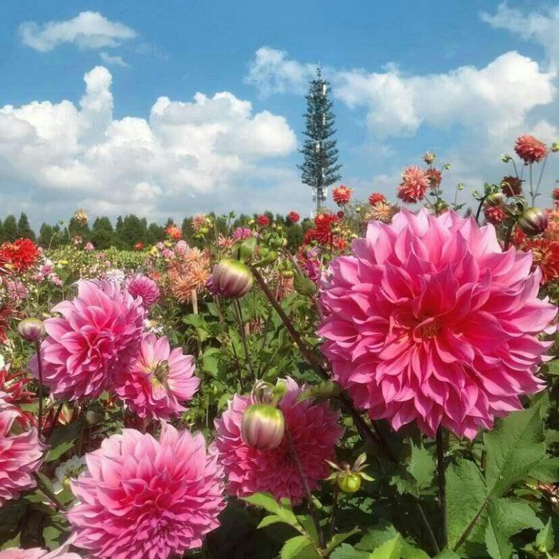 大丽花种子小丽花种籽多年生混色重瓣鲜花种子可货到付
