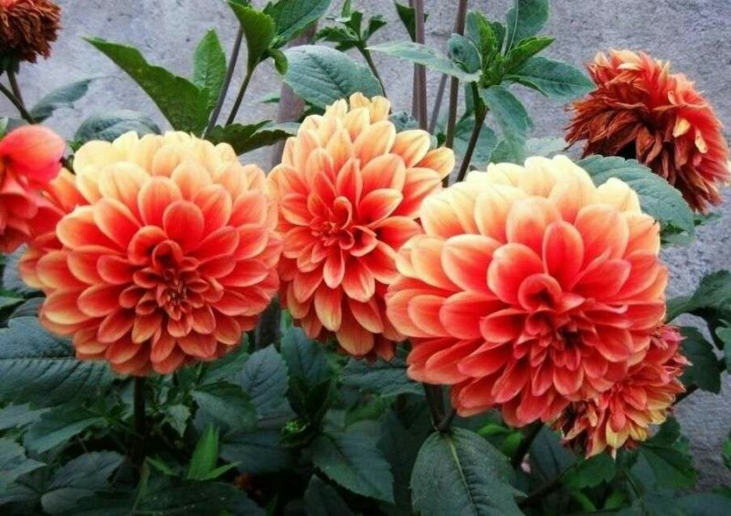 大丽花种子小丽花种籽多年生混色重瓣鲜花种子可货到付