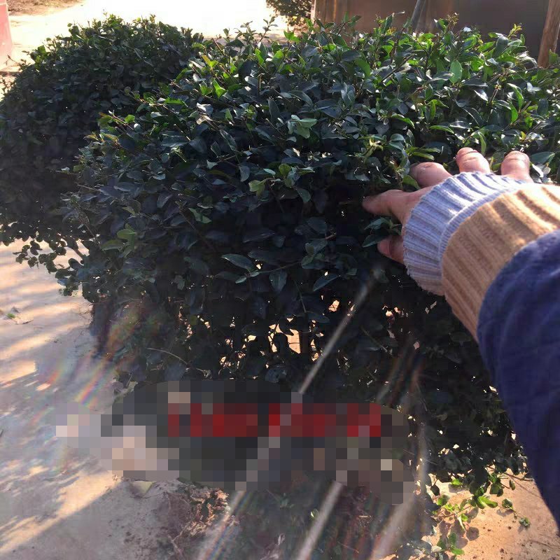 小叶女贞球四季常青庭院绿化苗木小叶女贞树苗篱笆苗花木