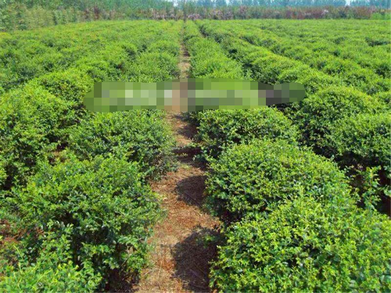 小叶女贞球四季常青庭院绿化苗木小叶女贞树苗篱笆苗花木