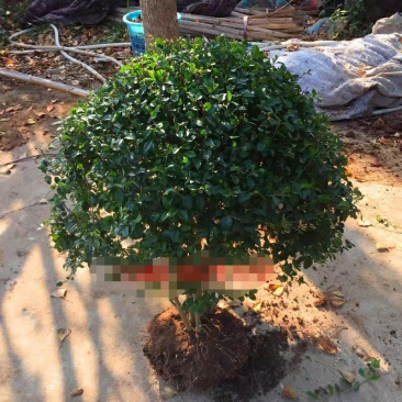小叶女贞球四季常青庭院绿化苗木小叶女贞树苗篱笆苗花木