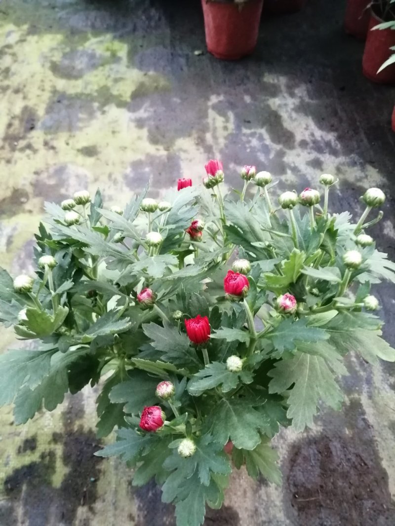 荷兰菊基地直发货品种齐全色泽鲜艳