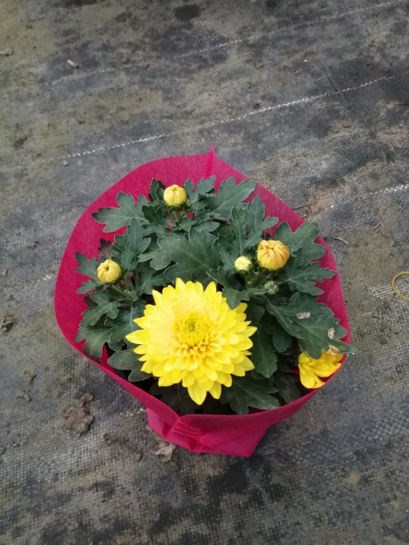 荷兰菊基地直发货品种齐全色泽鲜艳