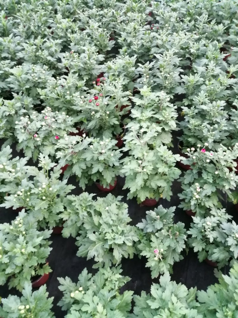 荷兰菊基地直发货品种齐全色泽鲜艳
