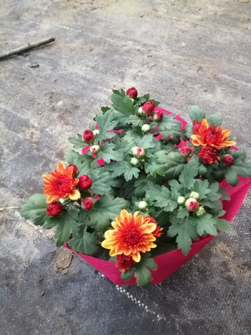 荷兰菊基地直发货品种齐全色泽鲜艳