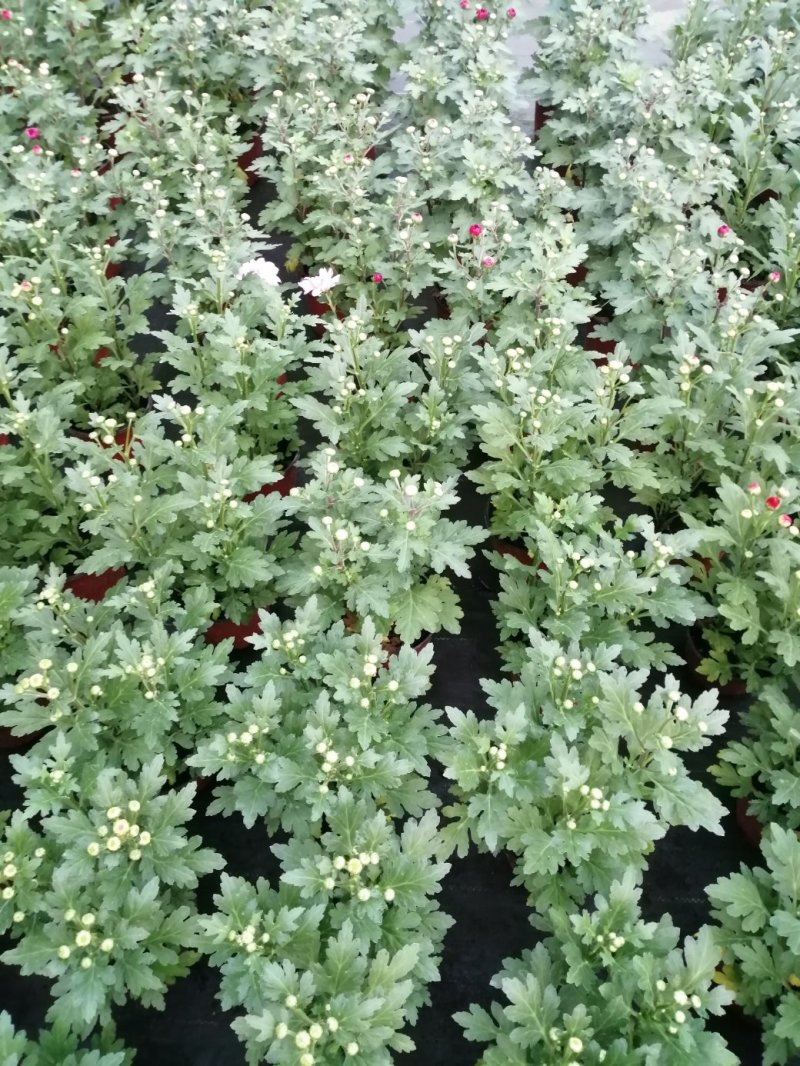 荷兰菊基地直发货品种齐全色泽鲜艳
