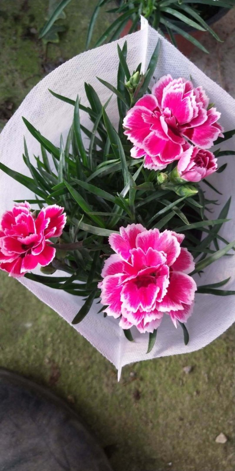 康乃馨/进口草炭土培植基地直发/颜色齐全品相优量大从优
