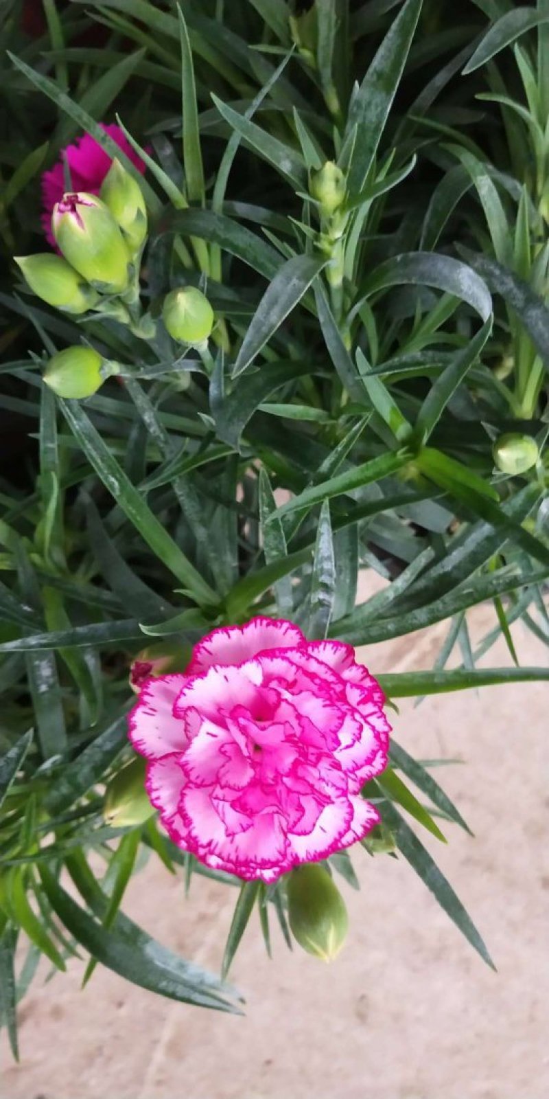 康乃馨/进口草炭土培植基地直发/颜色齐全品相优量大从优