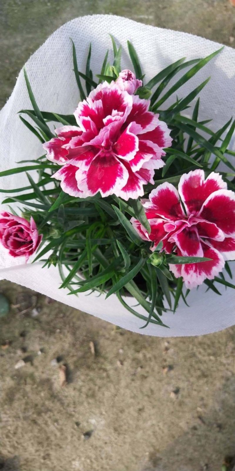 康乃馨/进口草炭土培植基地直发/颜色齐全品相优量大从优