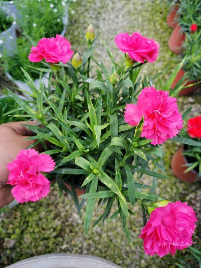 康乃馨/进口草炭土培植基地直发/颜色齐全品相优量大从优