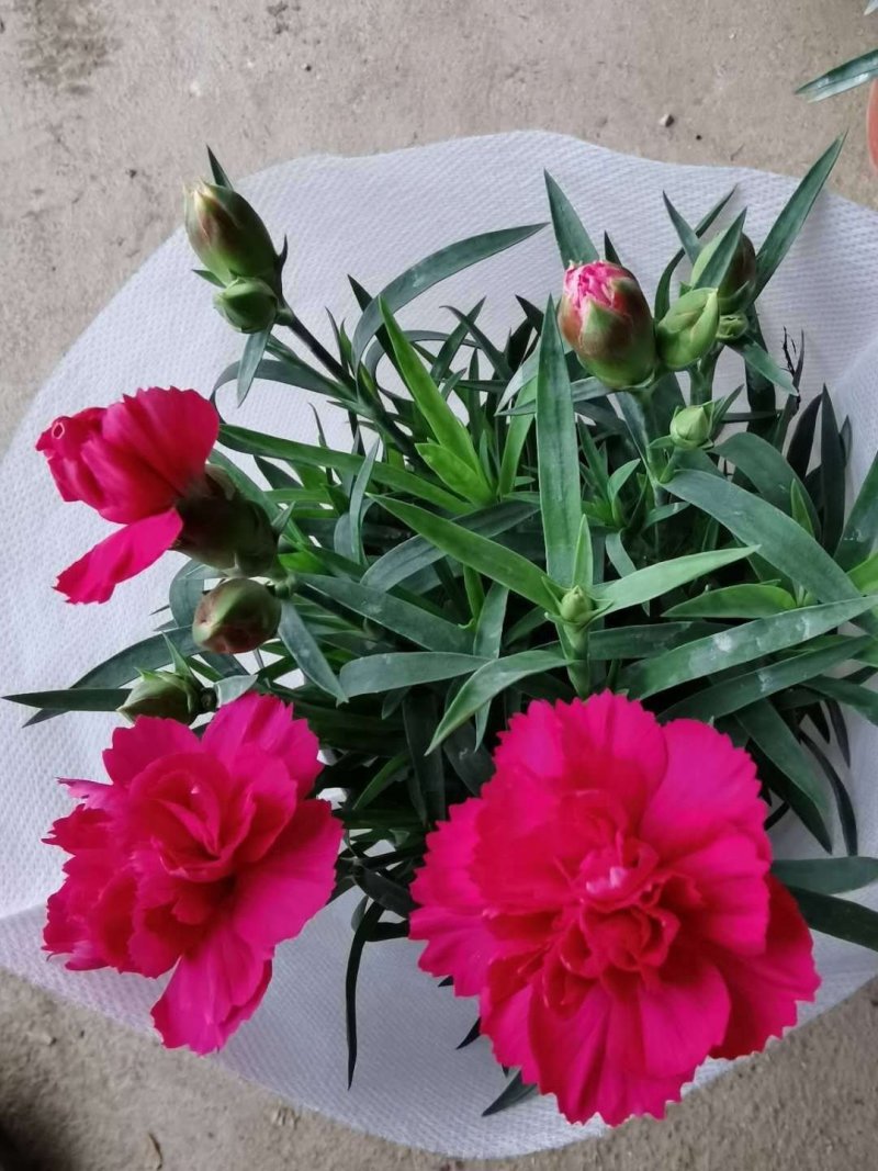 康乃馨/进口草炭土培植基地直发/颜色齐全品相优量大从优