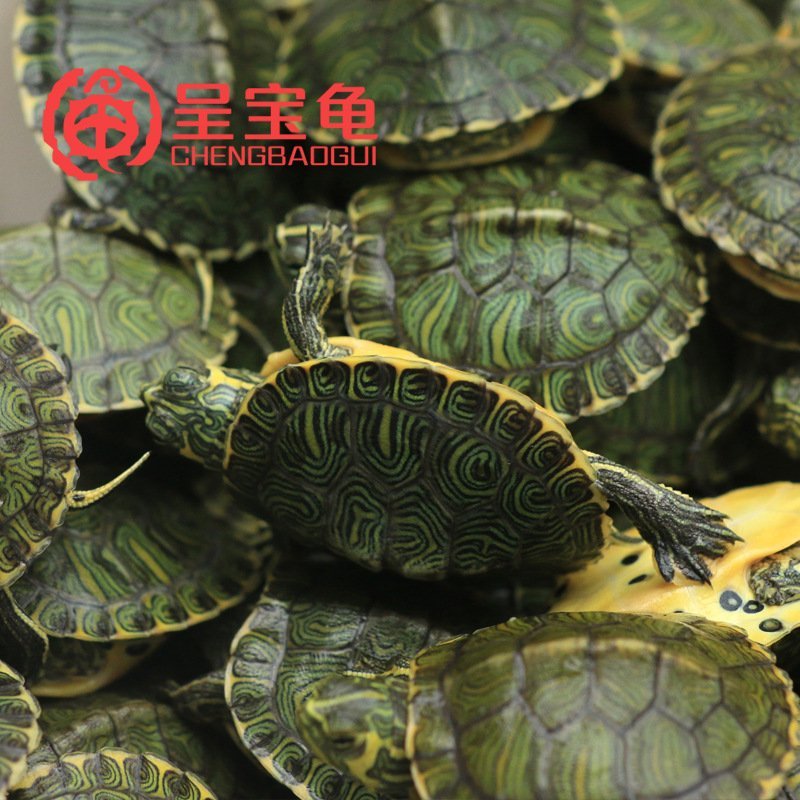 巴西龟养殖场直销小龟一件代发