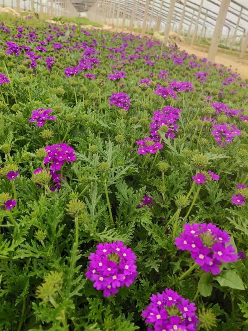 【花卉盆景】美女樱基地直销货源充足批发量大从优