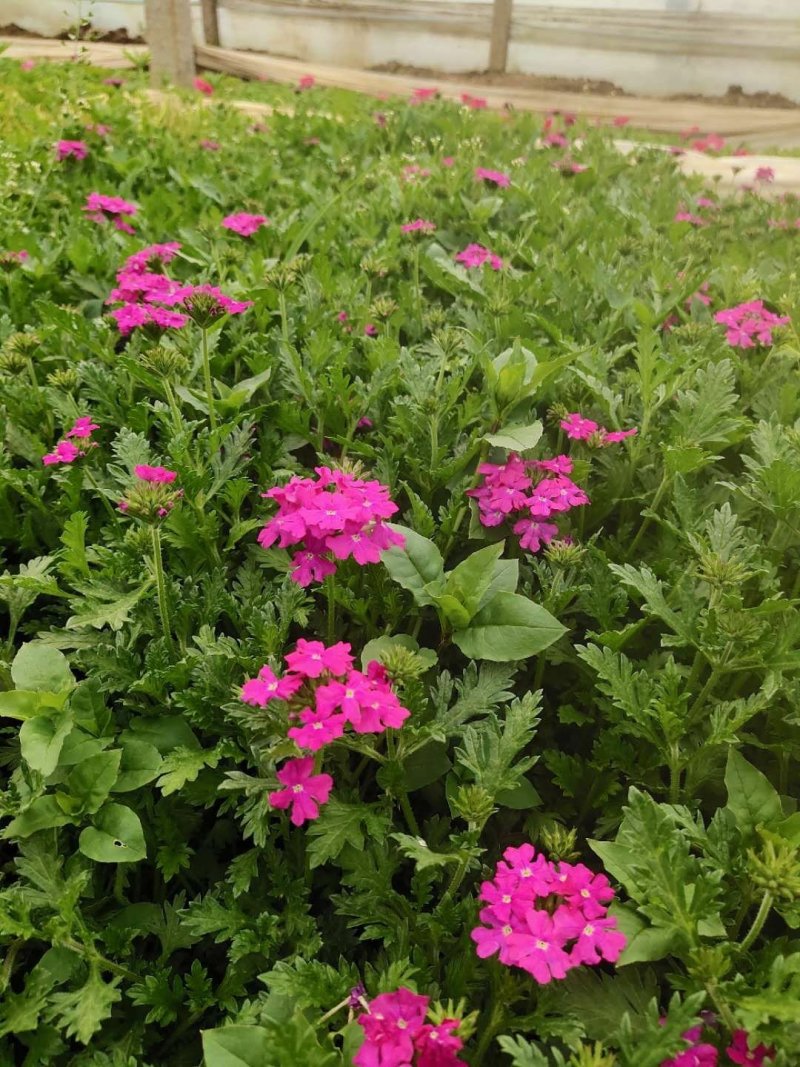 【花卉盆景】美女樱基地直销货源充足批发量大从优