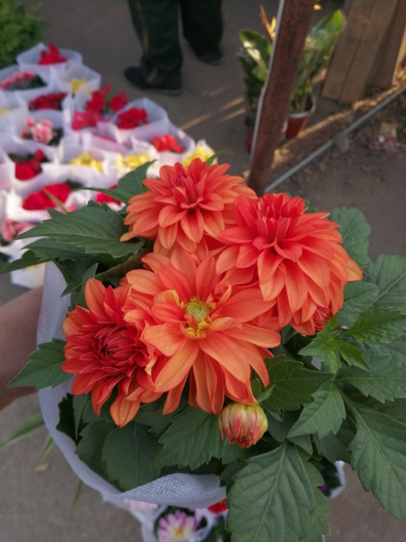 小丽花/基地直发货/品种齐全/颜色鲜艳/品相优/量大