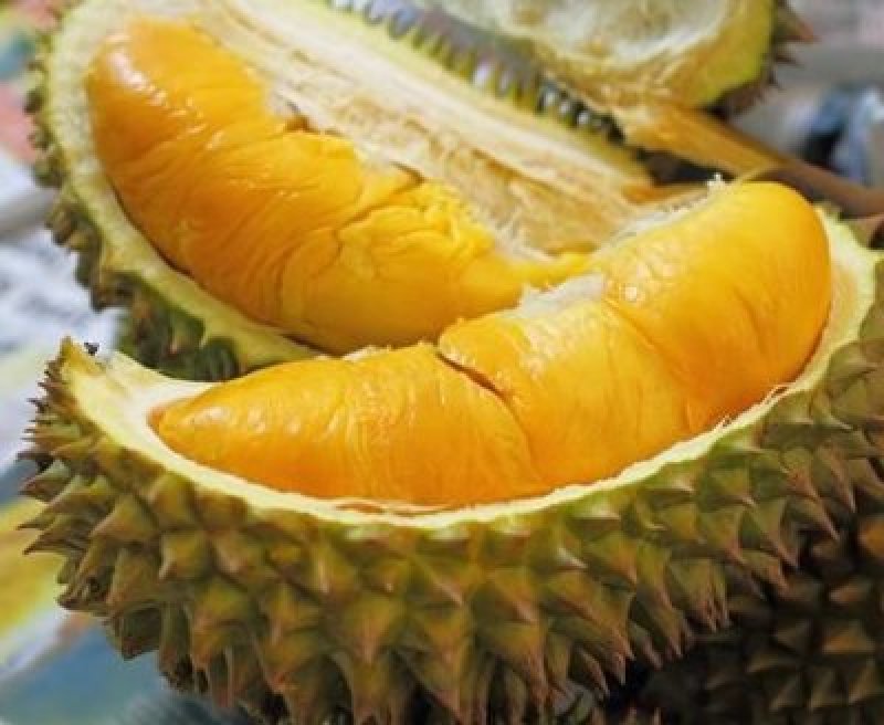 正品嫁接榴莲树苗泰国榴莲苗猫山王金枕头红肉菠萝蜜榴莲蜜