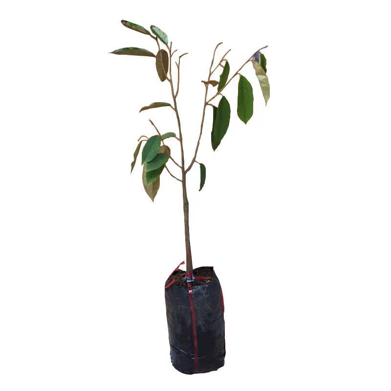 正品嫁接榴莲树苗泰国榴莲苗猫山王金枕头红肉菠萝蜜榴莲蜜
