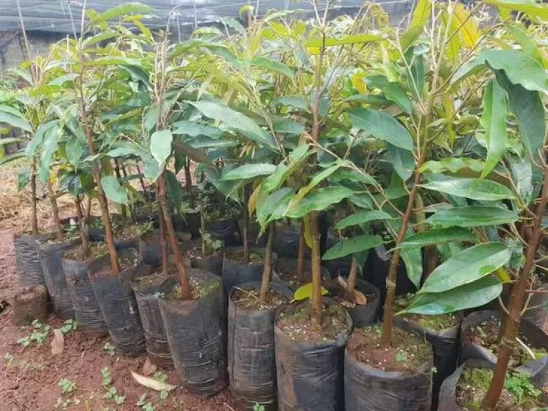 正品嫁接榴莲树苗泰国榴莲苗猫山王金枕头红肉菠萝蜜榴莲蜜