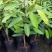 正品嫁接榴莲树苗泰国榴莲苗猫山王金枕头红肉菠萝蜜榴莲蜜