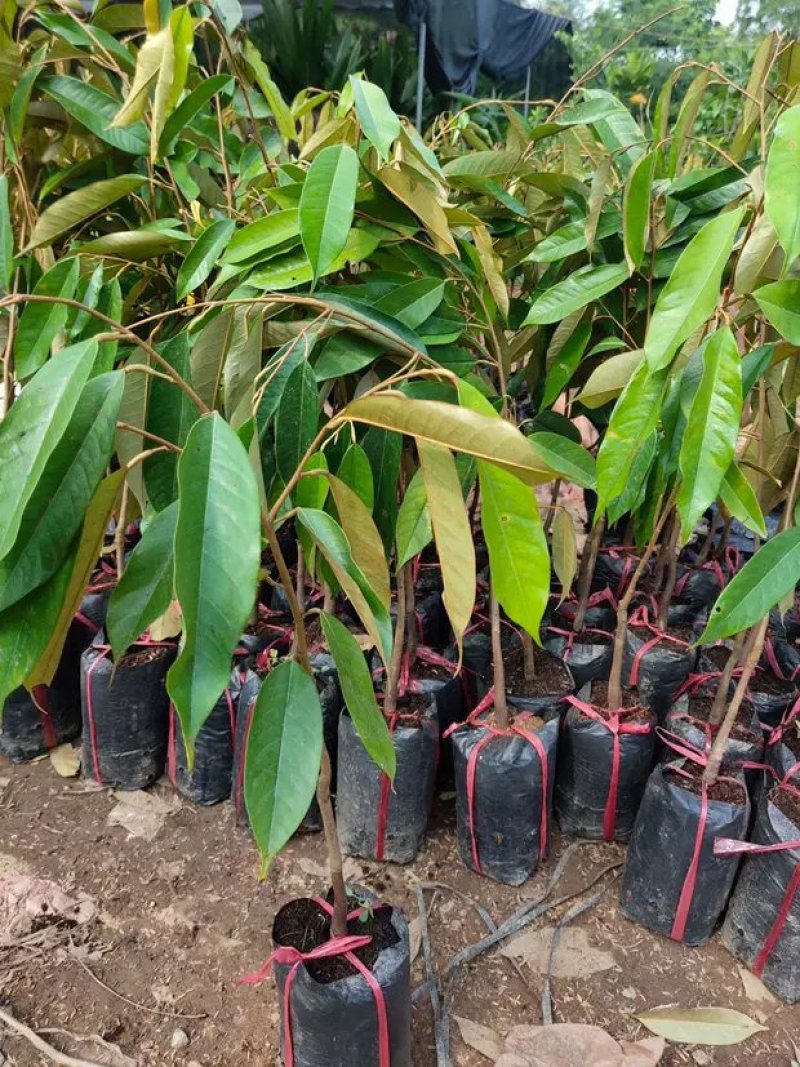 正品嫁接榴莲树苗泰国榴莲苗猫山王金枕头红肉菠萝蜜榴莲蜜