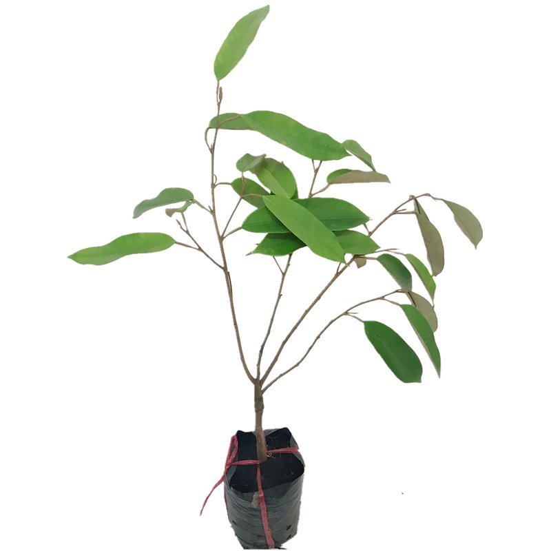 正品嫁接榴莲树苗泰国榴莲苗猫山王金枕头红肉菠萝蜜榴莲蜜