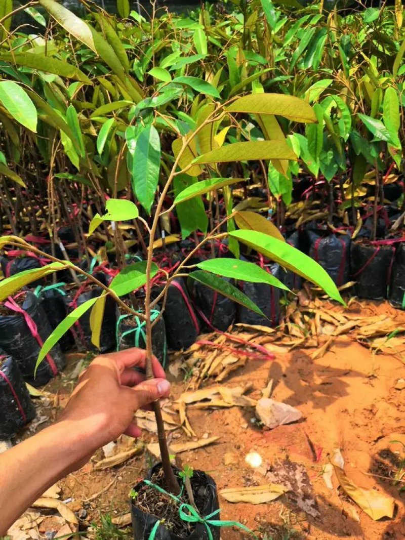 正品嫁接榴莲树苗泰国榴莲苗猫山王金枕头红肉菠萝蜜榴莲蜜