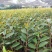 正品嫁接榴莲树苗泰国榴莲苗猫山王金枕头红肉菠萝蜜榴莲蜜