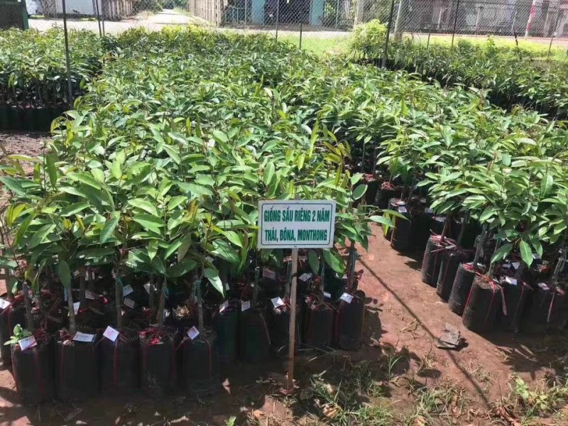 正品嫁接榴莲树苗泰国榴莲苗猫山王金枕头红肉菠萝蜜榴莲蜜
