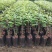 正品嫁接榴莲树苗泰国榴莲苗猫山王金枕头红肉菠萝蜜榴莲蜜