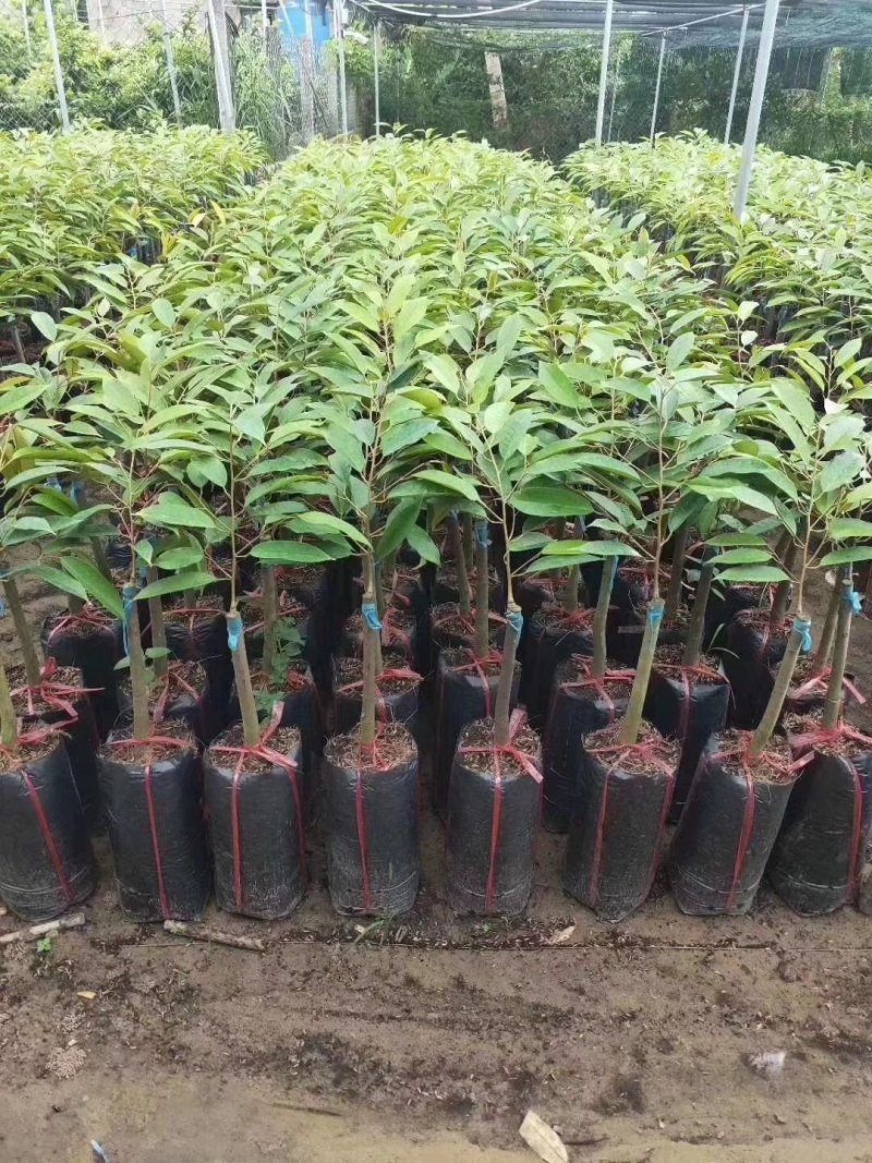 正品嫁接榴莲树苗泰国榴莲苗猫山王金枕头红肉菠萝蜜榴莲蜜