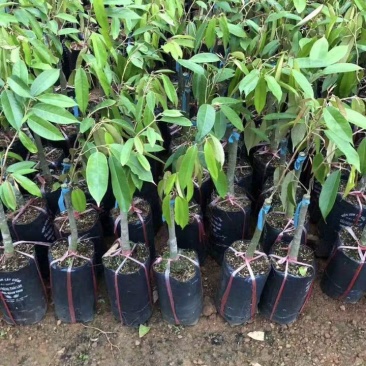 正品嫁接榴莲树苗泰国榴莲苗猫山王金枕头红肉菠萝蜜榴莲蜜