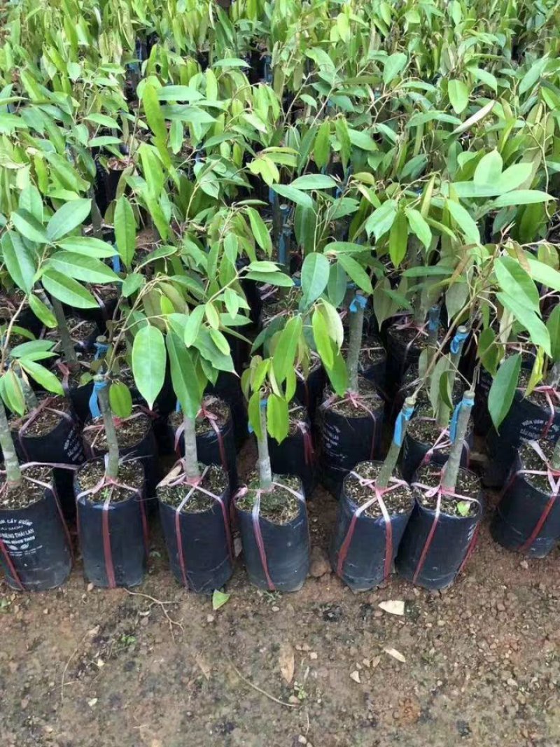 正品嫁接榴莲树苗泰国榴莲苗猫山王金枕头红肉菠萝蜜榴莲蜜