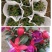 灯笼花倒挂金钟基地直发发货量大优惠货源充足颜色多