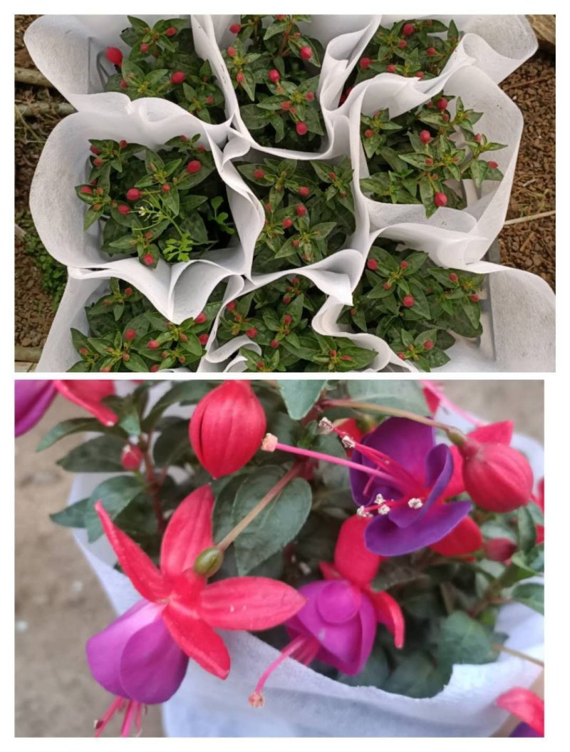 灯笼花倒挂金钟基地直发发货量大优惠货源充足颜色多